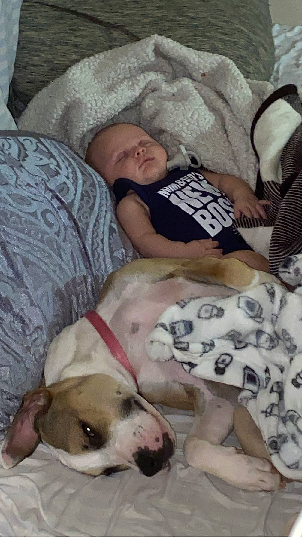 Zayne joined the competition — help win amazing prizes! bedding, bedtime, canidae, carnivore, child, comfort, companion_dog, dog, dog_breed, dog_supply, fawn, linens, nap, non_sporting_group, person, room, sitting, sleep, sporting_group, toddler