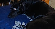 Raven joined the competition — help win amazing prizes! dog, black_dog, bed, blanket, blue_blanket, patterned_blanket, indoor, room, furniture, pet_crate, clothing, relaxing, laying_down, canine, animal, domestic_animal, household, carpet, floor, resting