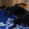 dog, black_dog, bed, blanket, blue_blanket, patterned_blanket, indoor, room, furniture, pet_crate, clothing, relaxing, laying_down, canine, animal, domestic_animal, household, carpet, floor, resting