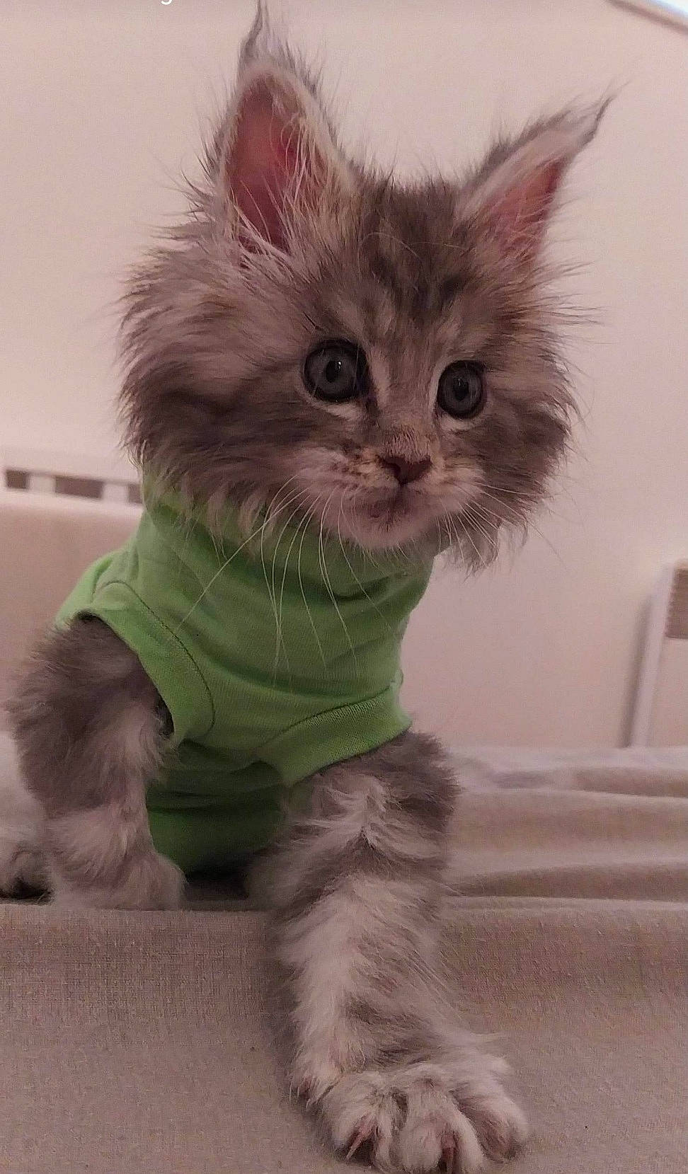 Roxy a rejoint le concours — aidez-le/la à gagner de superbes lots ! american_curl, asian, asian_semi_longhair, british_longhair, british_semi_longhair, carnivore, cat, domestic_long_haired_cat, felidae, kitten, maine_coon, mammal, napoleon_cat, norwegian_forest_cat, pixie_bob, ragamuffin, siberian, small_to_medium_sized_cats, vertebrate, whiskers