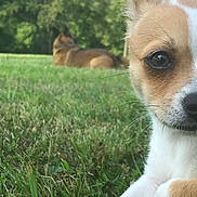 Bentley is registered to the contest to win money with this photo: dog, grass, outdoor, pet, animal, nature, canine, close_up, eyes, fur, greenery, relaxed, sunlight, field, mammal, portrait, laying_down, daytime, two_dogs, background_blur