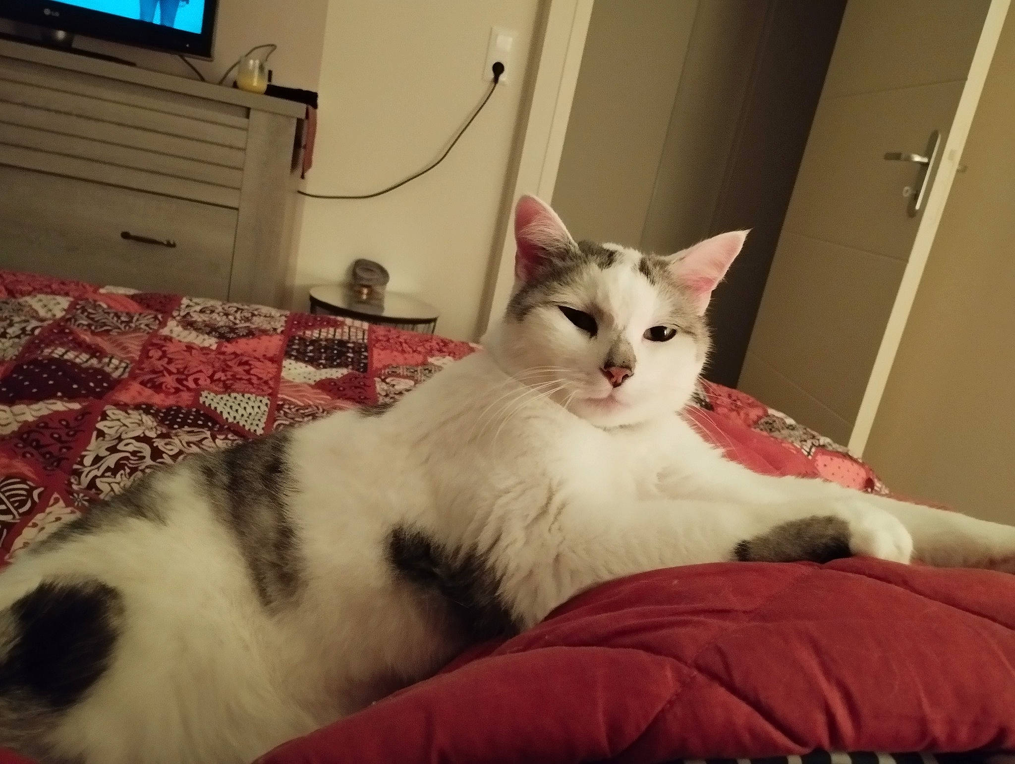 Joker a rejoint le concours — aidez-le/la à gagner de superbes lots ! analog_television, carnivore, cat, claw, comfort, domestic_short_haired_cat, door, drawer, felidae, fur, home_appliance, linens, paw, sitting, small_to_medium_sized_cats, snout, tail, television, whiskers