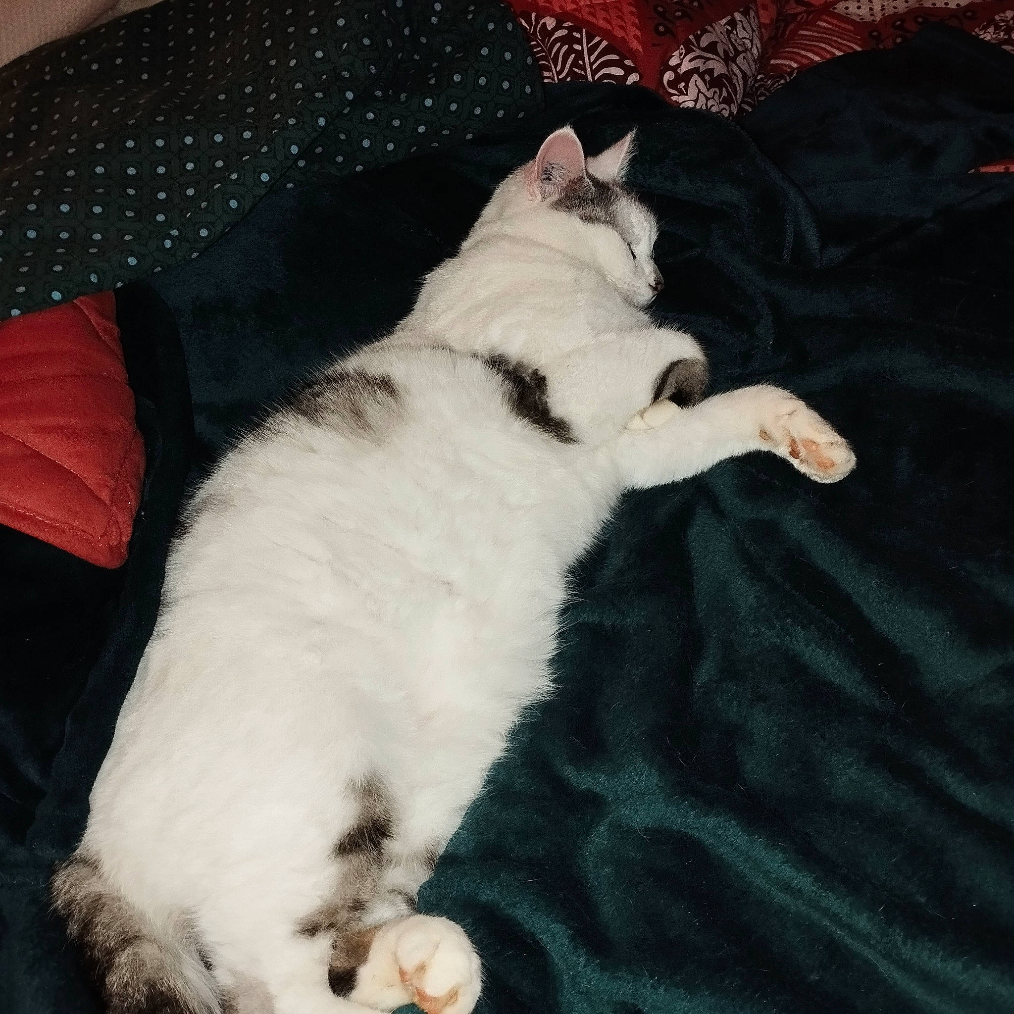 Joker participe au concours pour gagner de l'argent avec cette photo : canidae, carnivore, cat, claw, comfort, dog_breed, domestic_short_haired_cat, felidae, foot, fur, lap, linens, nap, paw, small_to_medium_sized_cats, tail, textile, whiskers