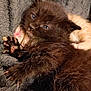 animal, black_cat, blanket, closeup, cozy, cuddle, cute, feline, fur, indoor, kitten, paw, pet, resting, sleeping, small, soft, texture, whiskers, young