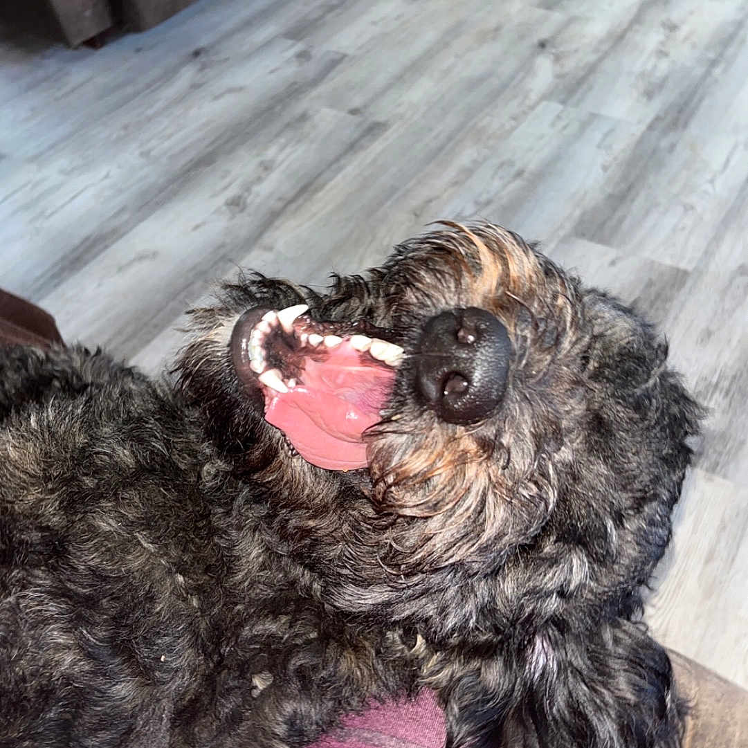 Lucy joined the competition — help win amazing prizes! animal, black_dog, canine, closeup, cozy, curly_fur, cute, dog, flooring, furniture, happy, home, indoor, lap, laughing, pet, playful, resting, teeth, tongue