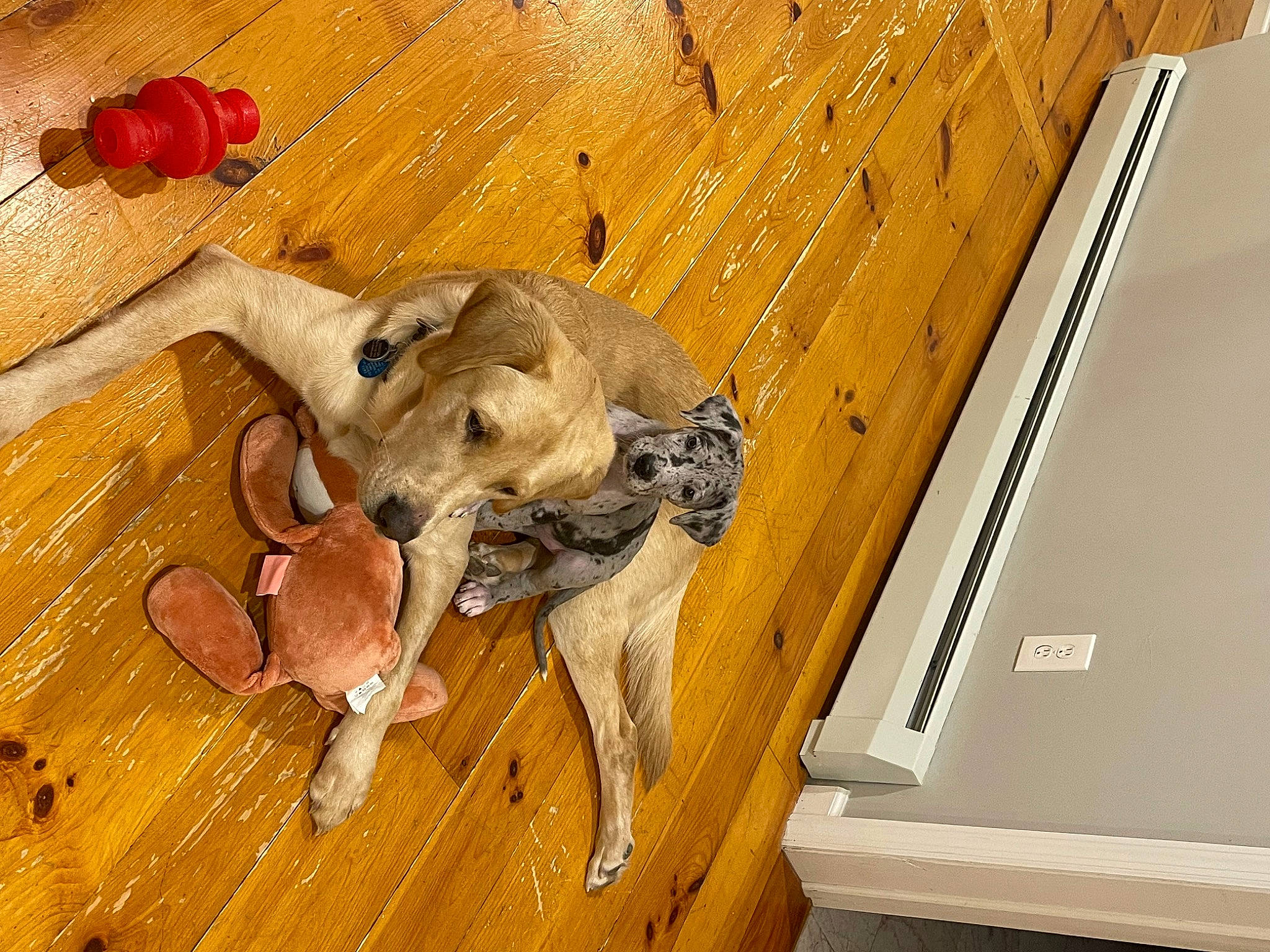 Aspen is registered to the contest to win money with this photo: carnivore, dog, fawn, flooring, hardwood, paw, pet_supply, plank, plywood, rectangle, room, tail, varnish, wood, wood_flooring, wood_stain, working_animal