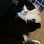 Mittens is registered to the contest to win money with this photo: animal, black_and_white, carpet, cat, claws, closeup, cute, domestic, ears, fluffy, fur, indoor, nose, patterned, pet, pillow, relaxed, resting, tail, whiskers