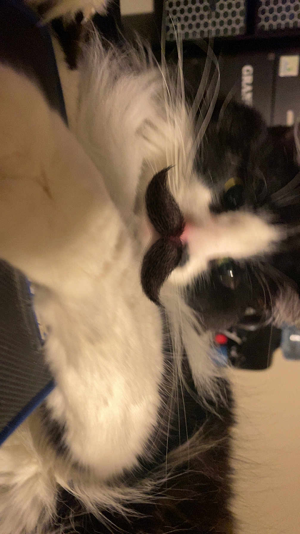Mittens