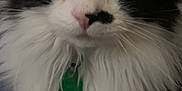 Mittens is registered to the contest to win money with this photo: animal, black_and_white, cat, close_up, closeup, curious_eyes, cute, domestic_cat, face, feline, fluffy, fur, green_tag, indoor, mammal, pet, portrait, soft_lighting, whiskers