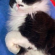 Mittens joined the competition — help win amazing prizes! animal, black_and_white, blanket, cat, close_up, cozy, curled_up, cute, feline, fluffy, fur, indoor, paws, pet, pink_nose, relaxed, resting, sleeping, soft, whiskers