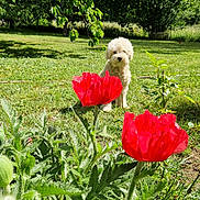 Toby participe au concours pour gagner de l'argent avec cette photo : animal, dog, flower_bed, flowers, fluffy_dog, garden, garden_scene, grass, greenery, lawn, nature, outdoors, pet, poodle, poppies, portrait, red_flowers, sunlight, trees, white_dog