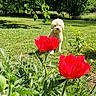 animal, dog, flower_bed, flowers, fluffy_dog, garden, garden_scene, grass, greenery, lawn, nature, outdoors, pet, poodle, poppies, portrait, red_flowers, sunlight, trees, white_dog