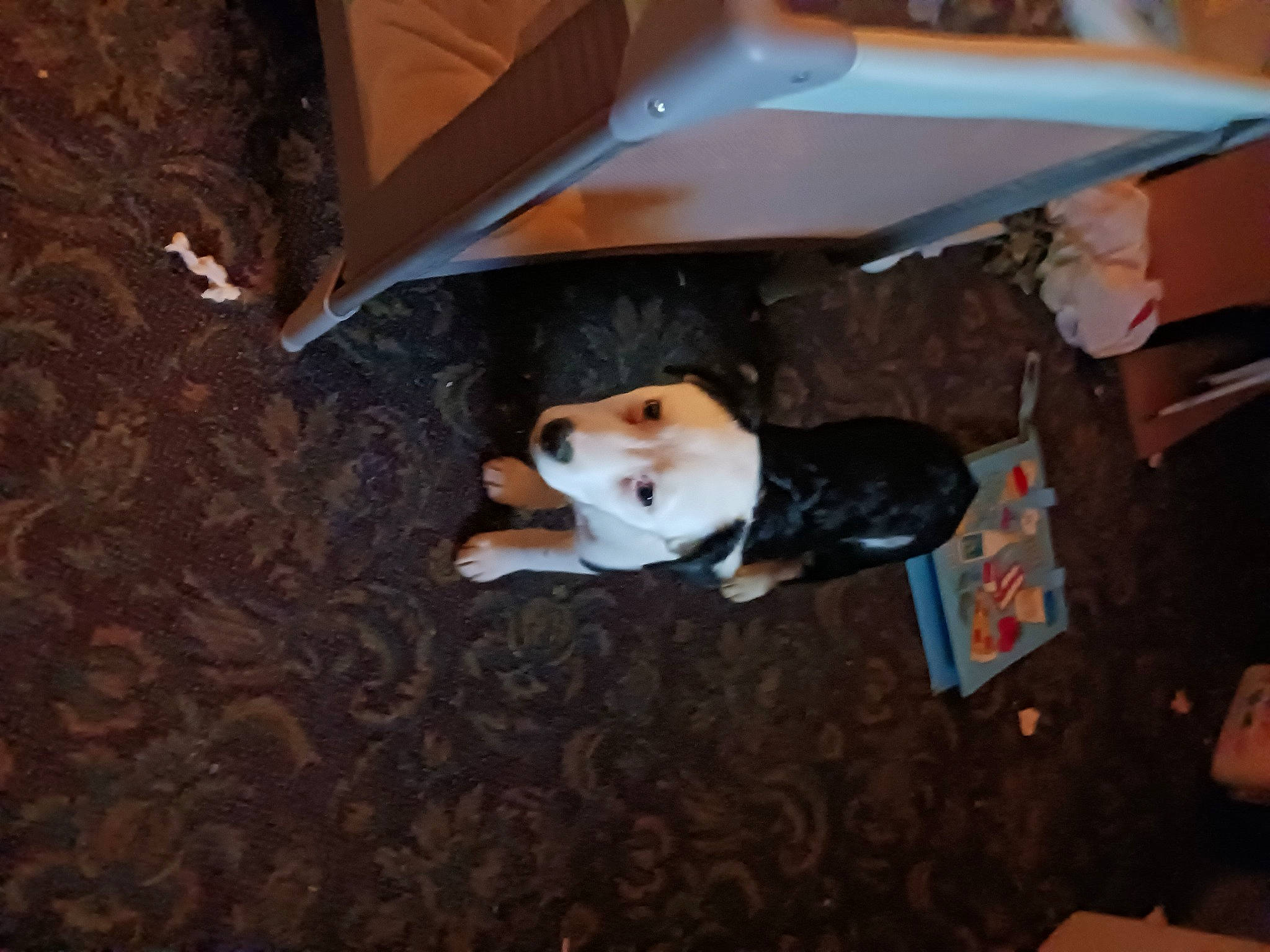 Maddyx joined the competition — help win amazing prizes! box, brown, canidae, carnivore, companion_dog, dog, dog_breed, floor, flooring, hardwood, room, sporting_group, tail, wood