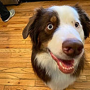 Buck joined the competition — help win amazing prizes! dog, close_up, smiling, blue_eyes, brown_and_white, indoor, wooden_floor, pet, animal, happy, canine, fur, mouth_open, tongue, ears, house, person_legs, shoes, floor, domestic