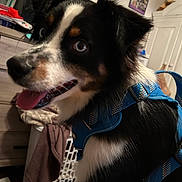 River is registered to the contest to win money with this photo: animal, black_and_white_fur, blue_harness, canine, close_up, dog, ears, eyes, fur, furniture, happy, household, indoor, laundry_basket, pet, playful, portrait, room, snout, tongue_out