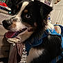 animal, black_and_white_fur, blue_harness, canine, close_up, dog, ears, eyes, fur, furniture, happy, household, indoor, laundry_basket, pet, playful, portrait, room, snout, tongue_out