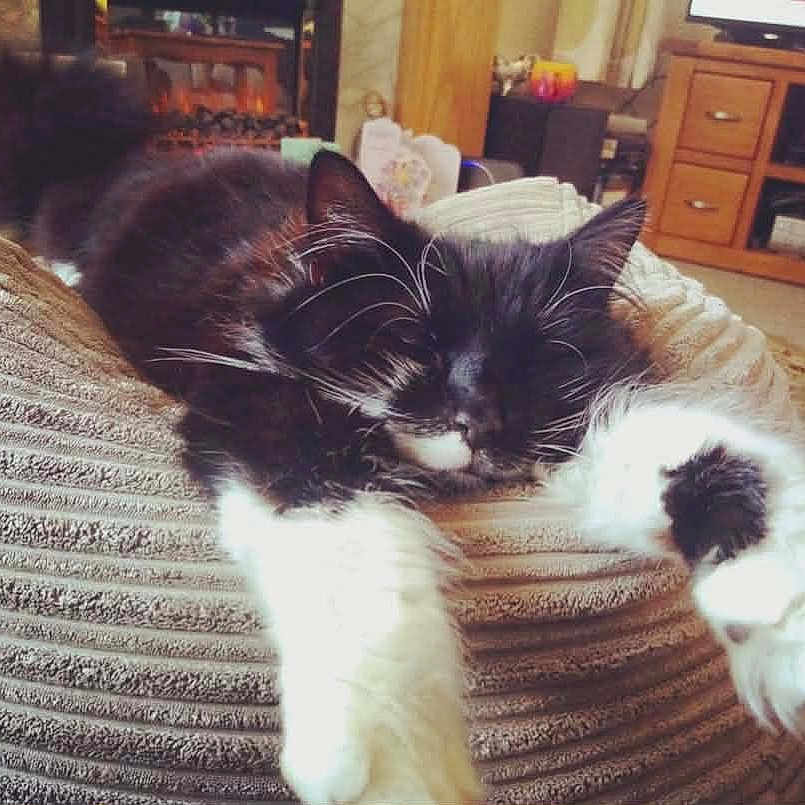 Mr Meowgibond joined the competition — help win amazing prizes! black_and_white, cat, comfort, cozy, cushion, decor, fluffy, furniture, home, indoor, living_room, pet, relaxed, sleeping, soft_light, stretching, tail, television, whiskers, wooden_cabinet
