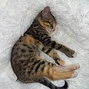 Kalya a rejoint le concours — aidez-le/la à gagner de superbes lots ! kitten, cat, sleeping, tabby, fur, pet, animal, cute, resting, white_blanket, cozy, indoor, paw, tail, soft, young, calm, mammal, relaxation, adorable