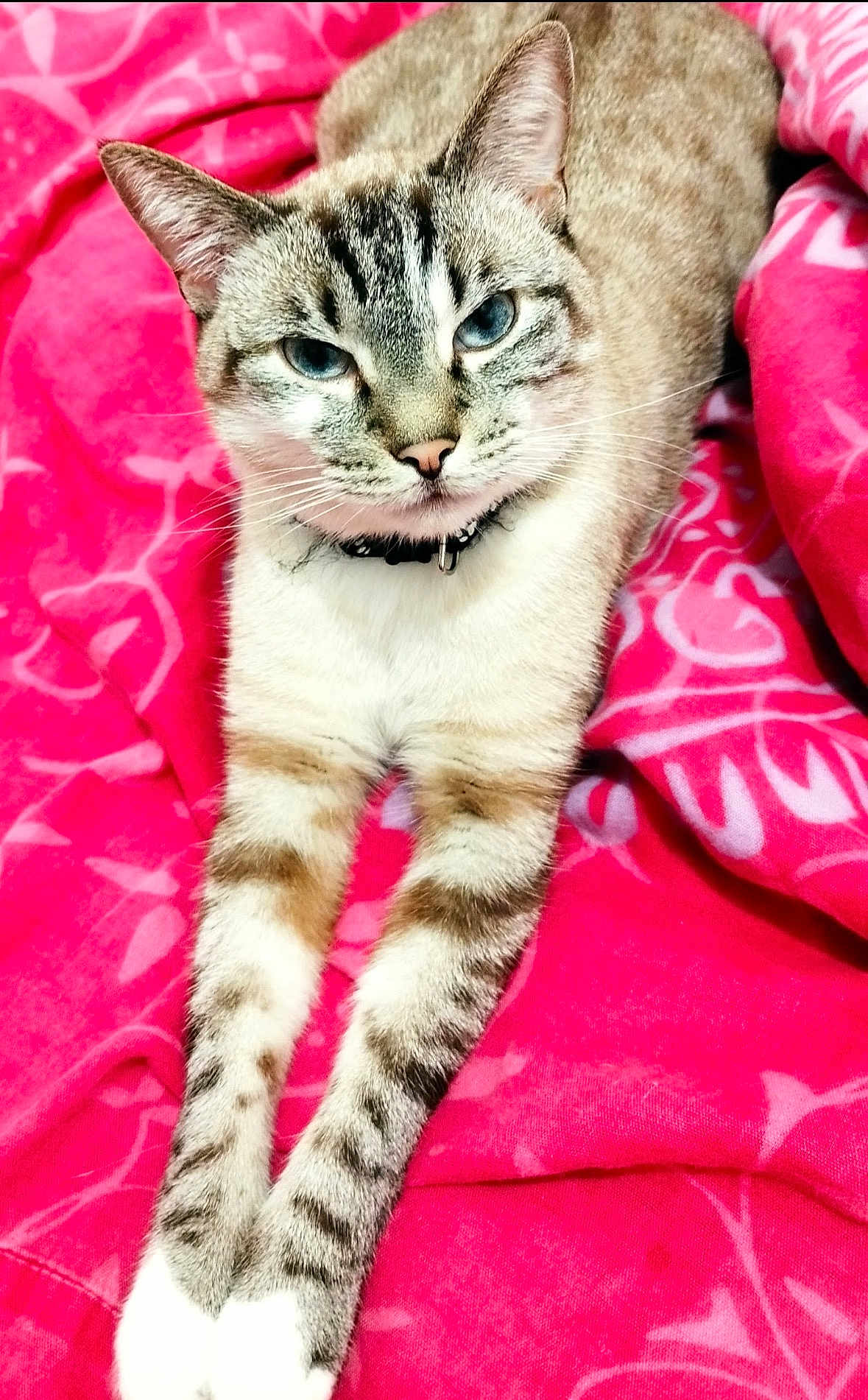 Minouche participe au concours pour gagner de l'argent avec cette photo : cat, blue_eyes, tabby, pet, animal, feline, collar, whiskers, paws, fur, striped, relaxed, indoor, blanket, pink, cute, resting, portrait, mammal, domestic