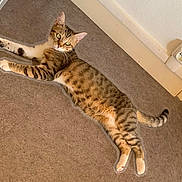 Cookie participe au concours pour gagner de l'argent avec cette photo : cat, tabby, green_eyes, carpet, floor, indoor, pet, relaxed, stretching, feline, whiskers, ears, tail, paws, striped, domestic_animal, resting, looking_at_camera, home, animal