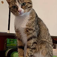 Kamiya participe au concours pour gagner de l'argent avec cette photo : cat, tabby, white_paws, white_chest, sitting, curious, kitchen_counter, tail, domestic_cat, feline, indoor, pet, animal, fur, whiskers, ears, eyes, cabinet, container, household
