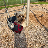 Saylor is registered to the contest to win money with this photo: animal, chain, curious, cute, daytime, dog, fence, leash, nature, outdoor, park, pet, playground, relaxed, seat, shadow, small_dog, sunlight, swing, wood_chips