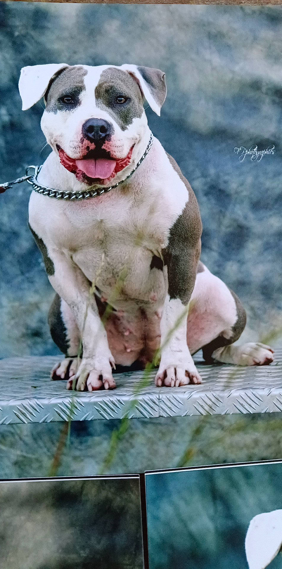 Saw participe au concours pour gagner de l'argent avec cette photo : ancient_dog_breeds, canidae, carnivore, collar, companion_dog, dog, dog_breed, dog_collar, dog_supply, fawn, foot, fur, grass, hunting_dog, leash, non_sporting_group, paw, sporting_group, working_dog