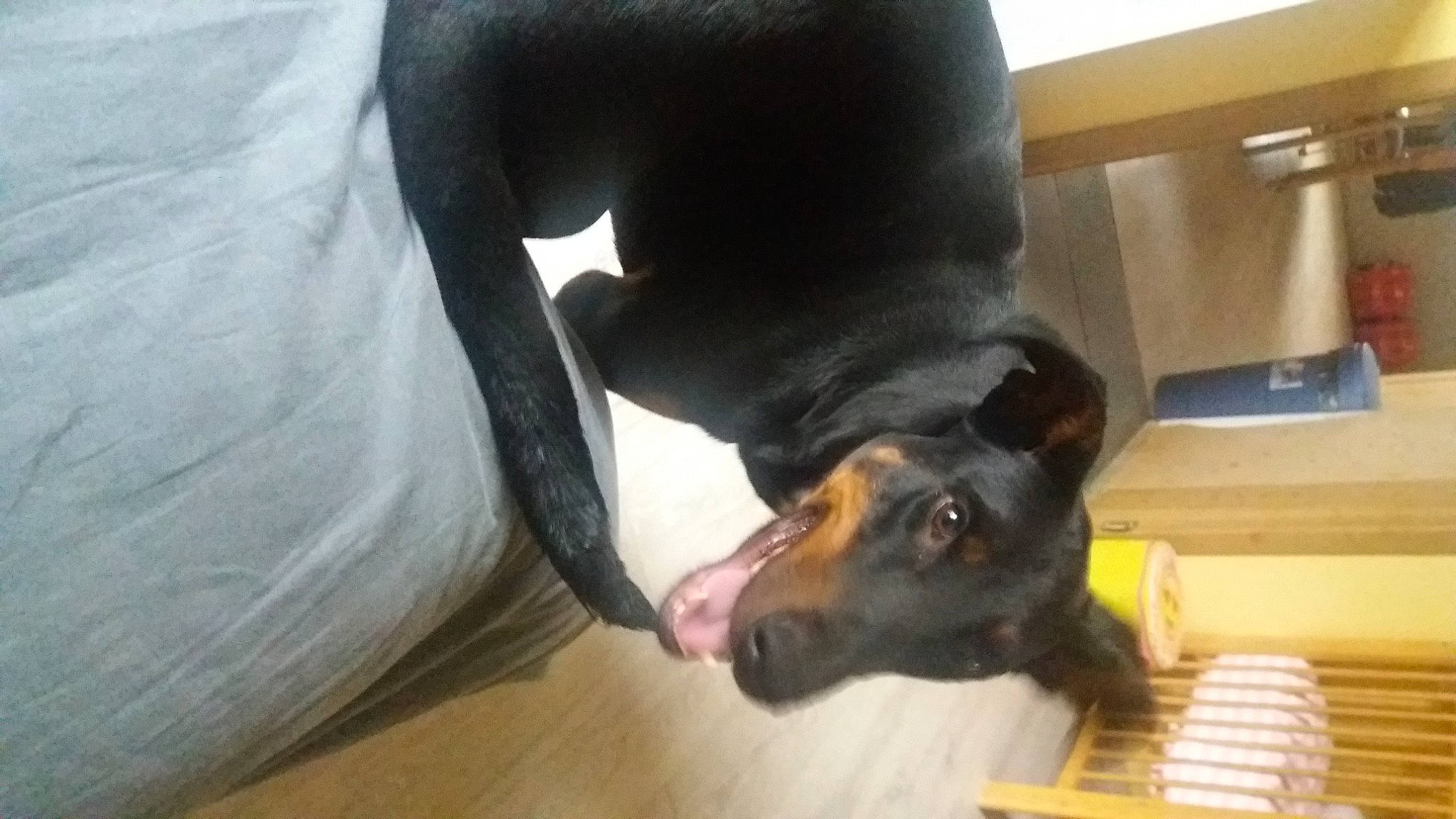 Bilout a rejoint le concours — aidez-le/la à gagner de superbes lots ! canidae, carnivore, comfort, companion_dog, dobermann, dog, dog_breed, fawn, flooring, fur, guard_dog, liver, paw, pet_supply, pinscher, sporting_group, tail, whiskers, working_animal, working_dog