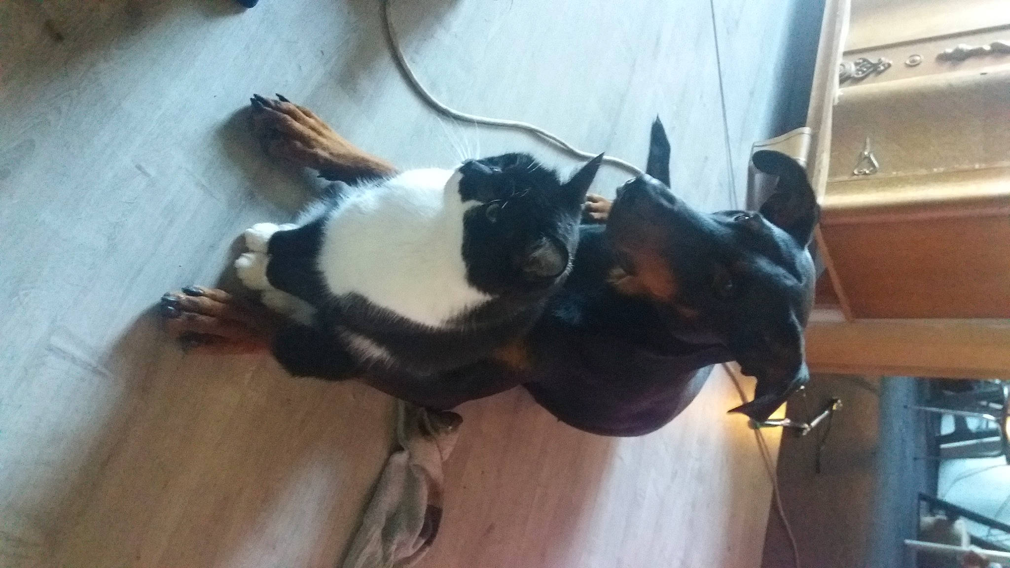 Bilout a rejoint le concours — aidez-le/la à gagner de superbes lots ! canidae, carnivore, comfort, companion_dog, dog_breed, fawn, felidae, flooring, fur, guard_dog, hardwood, mammal, snout, sporting_group, tail, terrestrial_animal, toy_dog, whiskers, wood, working_animal