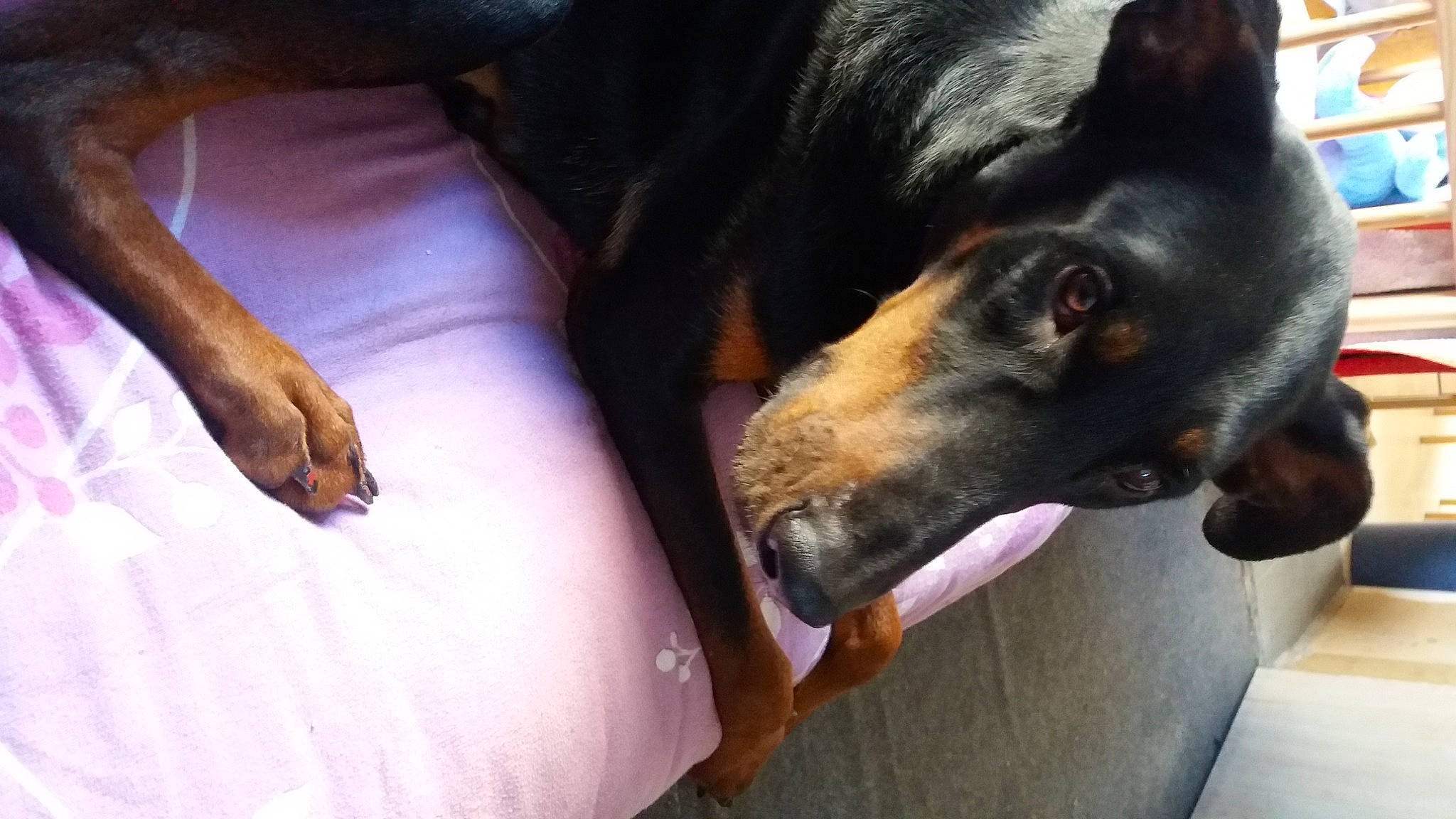 Bilout a rejoint le concours — aidez-le/la à gagner de superbes lots ! canidae, carnivore, claw, collar, comfort, companion_dog, dog, dog_breed, dog_supply, ear, fur, guard_dog, paw, snout, sporting_group, terrestrial_animal, whiskers, working_animal, working_dog, wrist