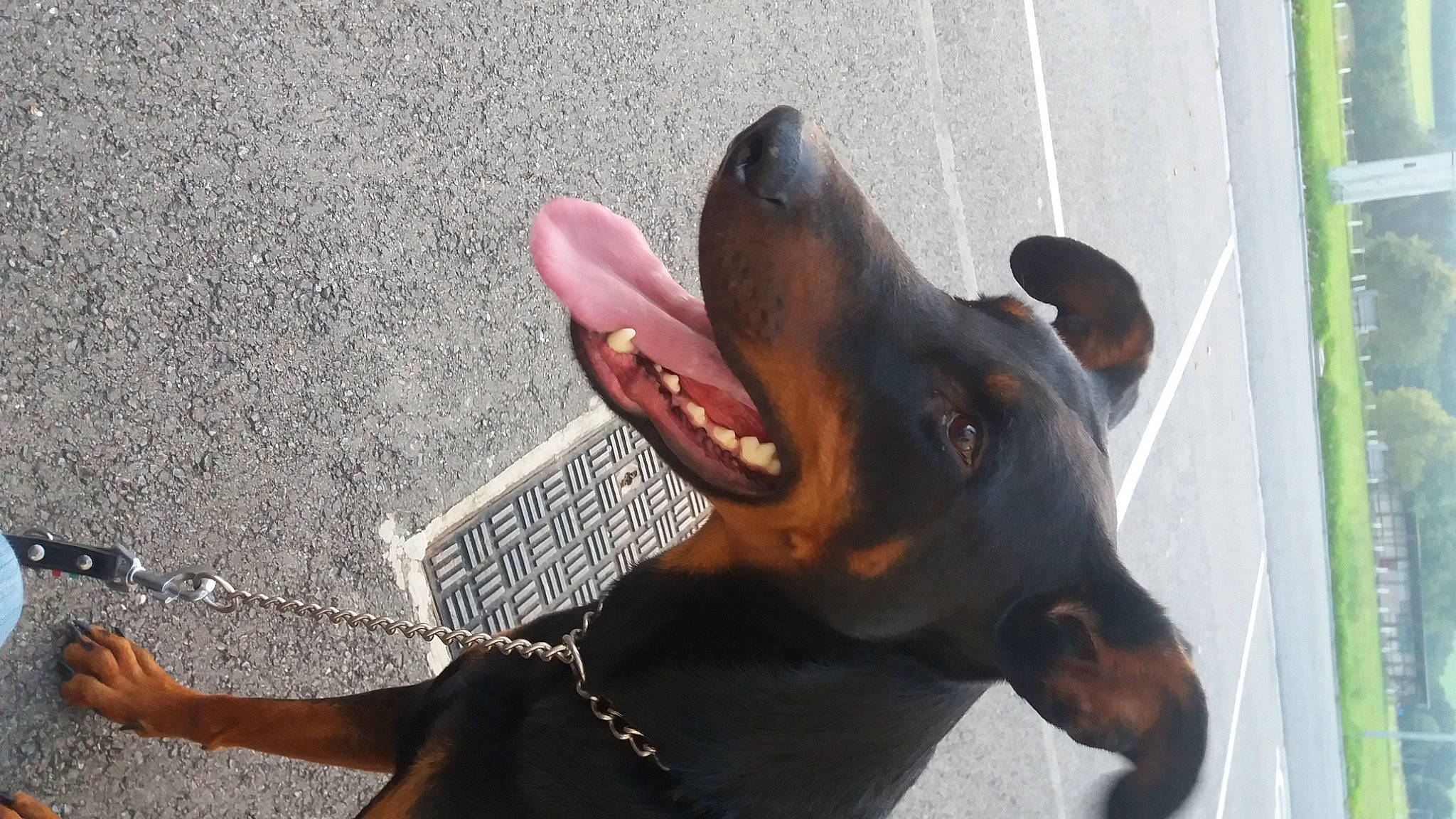 Bilout a rejoint le concours — aidez-le/la à gagner de superbes lots ! canidae, carnivore, collar, companion_dog, dobermann, dog, dog_breed, dog_collar, fawn, gesture, guard_dog, jaw, liver, snout, sporting_group, tar, terrestrial_animal, toy, whiskers, working_animal