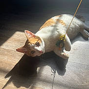 Kilo is registered to the contest to win money with this photo: afternoon, cat, cozy, cute, domestic_cat, ears, eyes, feline, indoor, looking_up, lounging, orange_and_white, paw, pet, playful, shadow, sunlight, toy, whiskers, wooden_floor