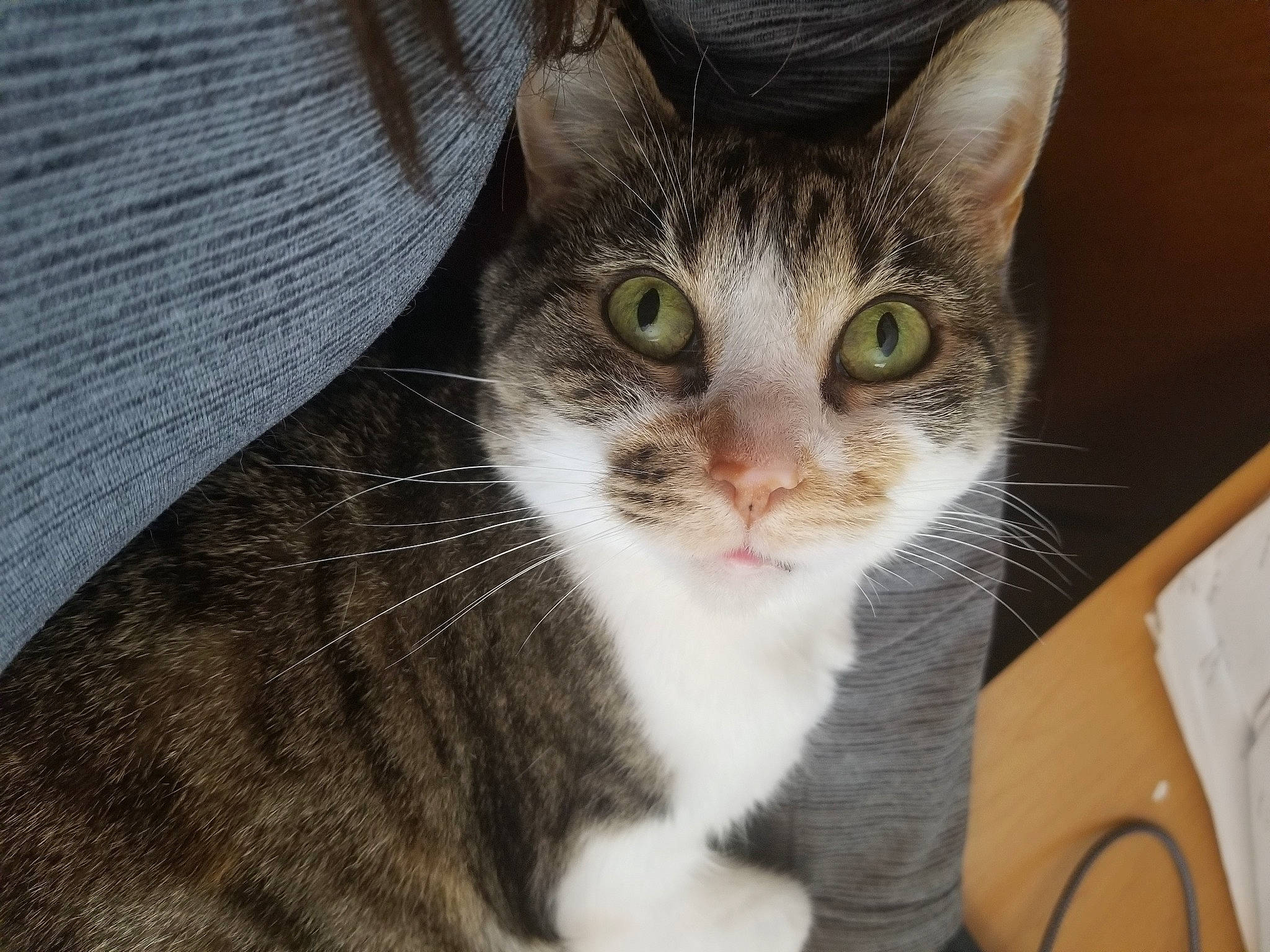 Juice is registered to the contest to win money with this photo: aegean_cat, american_wirehair, asian, carnivore, cat, domestic_short_haired_cat, ear, european_shorthair, eye, felidae, fur, german_rex, kitten, mammal, polydactyl_cat, small_to_medium_sized_cats, snout, tabby_cat, whiskers