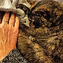 Amnesia a rejoint le concours — aidez-le/la à gagner de superbes lots ! cat, tortoiseshell_cat, blanket, hand, ring, cozy, sleeping, fur, paw, knitwear, texture, closeup, indoor, comfort, relaxation, feline, warmth, resting, soft, human_hand