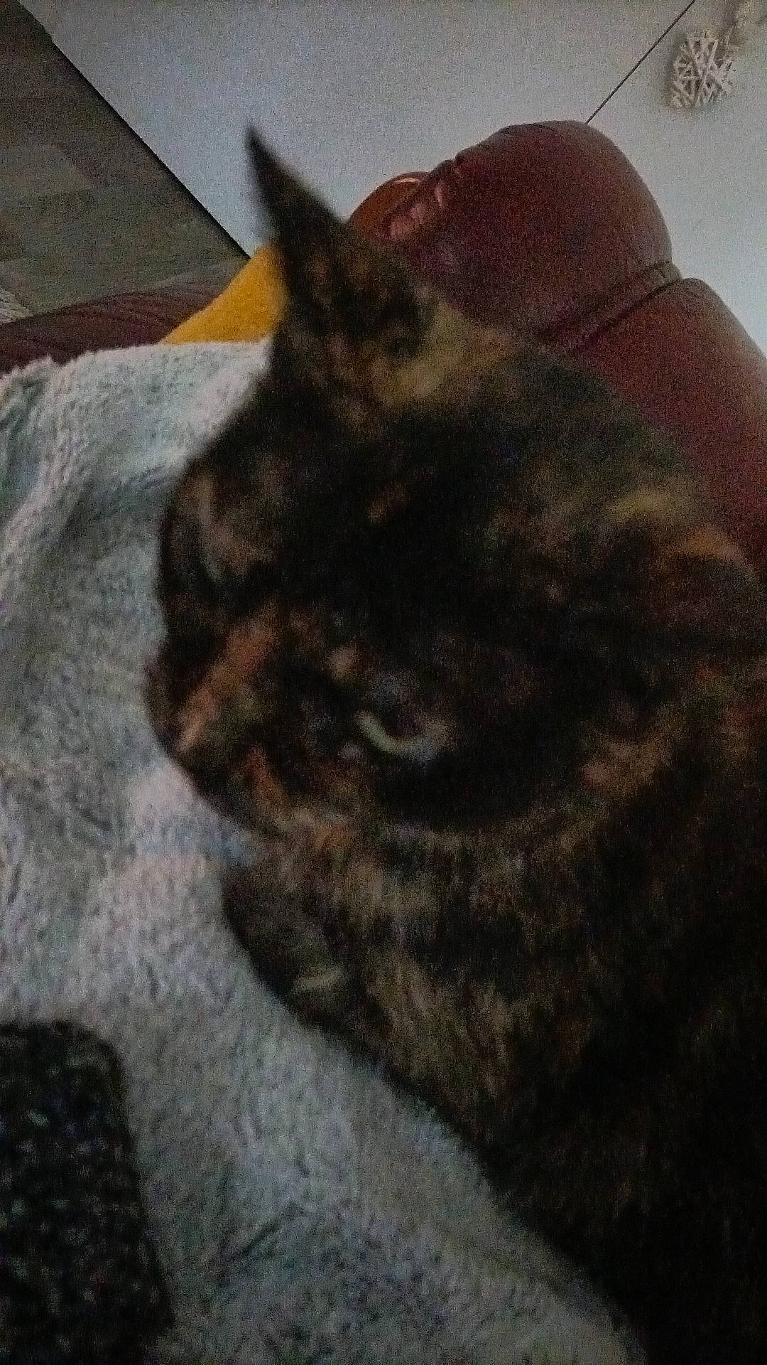 Amnesia a rejoint le concours — aidez-le/la à gagner de superbes lots ! blanket, blurry, cat, close_up, couch, domestic_animal, ear, fur, grainy, head, indoor, low_light, pet, portrait, resting, sleeping, tortoiseshell_cat, towel, upholstery, whiskers