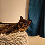 Amnesia participe au concours pour gagner de l'argent avec cette photo : cat, tortoiseshell_cat, pet, animal, indoor, furniture, fluffy_bed, resting, looking, curtain, wall, texture, cozy, domestic, fur, head, ears, eyes, relaxed, home