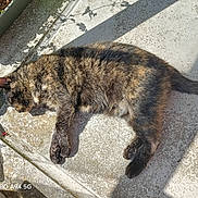 Amnesia a rejoint le concours — aidez-le/la à gagner de superbes lots ! animal, balcony, cat, closeup, concrete, ear, feline, fur, outdoor, paw, pet, relaxed, resting, shadow, sleeping, sunbathing, tail, texture, tortoiseshell_cat, whiskers
