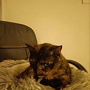 Amnesia participe au concours pour gagner de l'argent avec cette photo : cat, tortoiseshell, fluffy, cushion, indoor, pet, animal, feline, resting, cozy, fur, closeup, warm_lighting, home, relaxed, soft_focus, chair, brown, black, cute