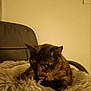 cat, tortoiseshell, fluffy, cushion, indoor, pet, animal, feline, resting, cozy, fur, closeup, warm_lighting, home, relaxed, soft_focus, chair, brown, black, cute