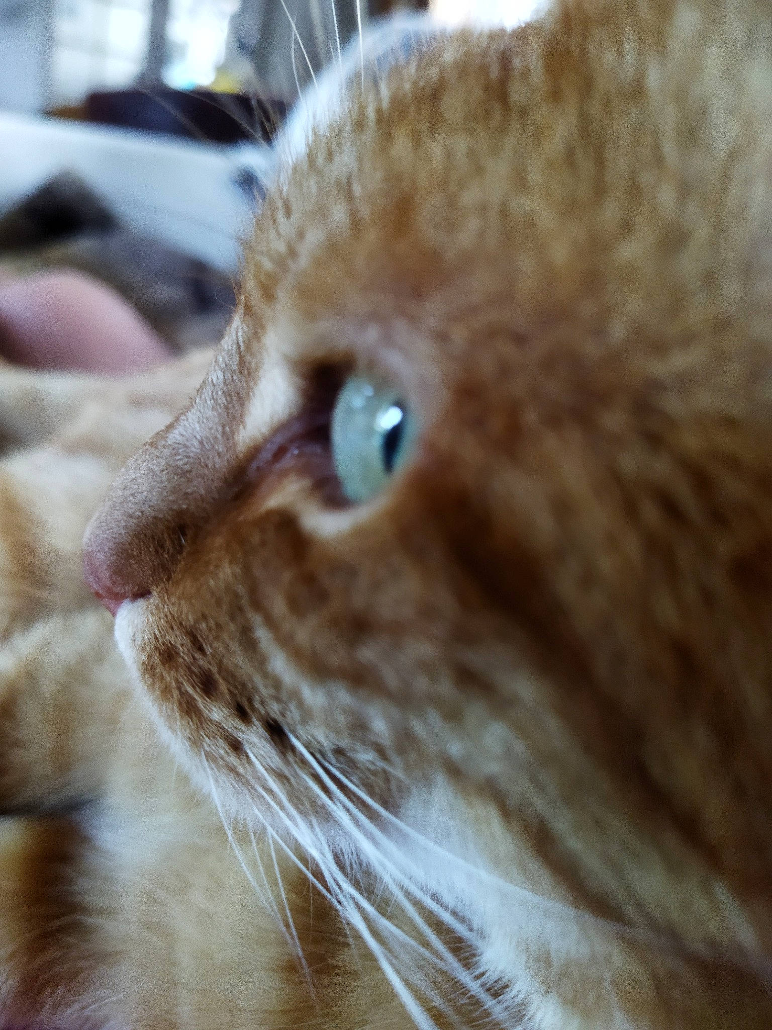 Sacha participe au concours pour gagner de l'argent avec cette photo : carnivore, cat, claw, close_up, domestic_short_haired_cat, ear, fawn, felidae, fur, paw, small_to_medium_sized_cats, snout, tail, terrestrial_animal, whiskers, wood