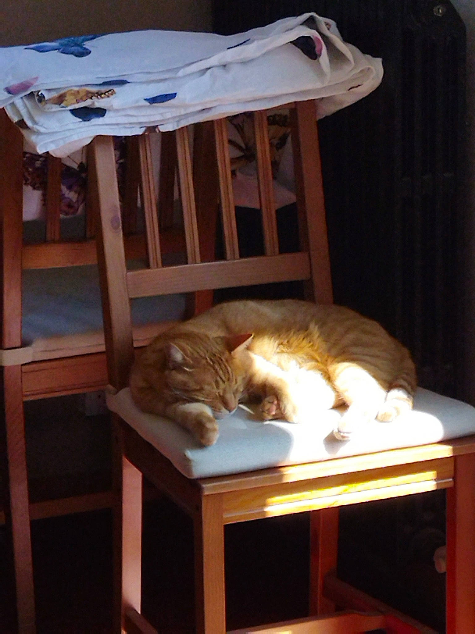 Sacha participe au concours pour gagner de l'argent avec cette photo : carnivore, cat, cat_supply, chair, comfort, desk, fawn, felidae, floor, flooring, furniture, hardwood, interior_design, room, small_to_medium_sized_cats, table, tail, whiskers, wood, wood_stain