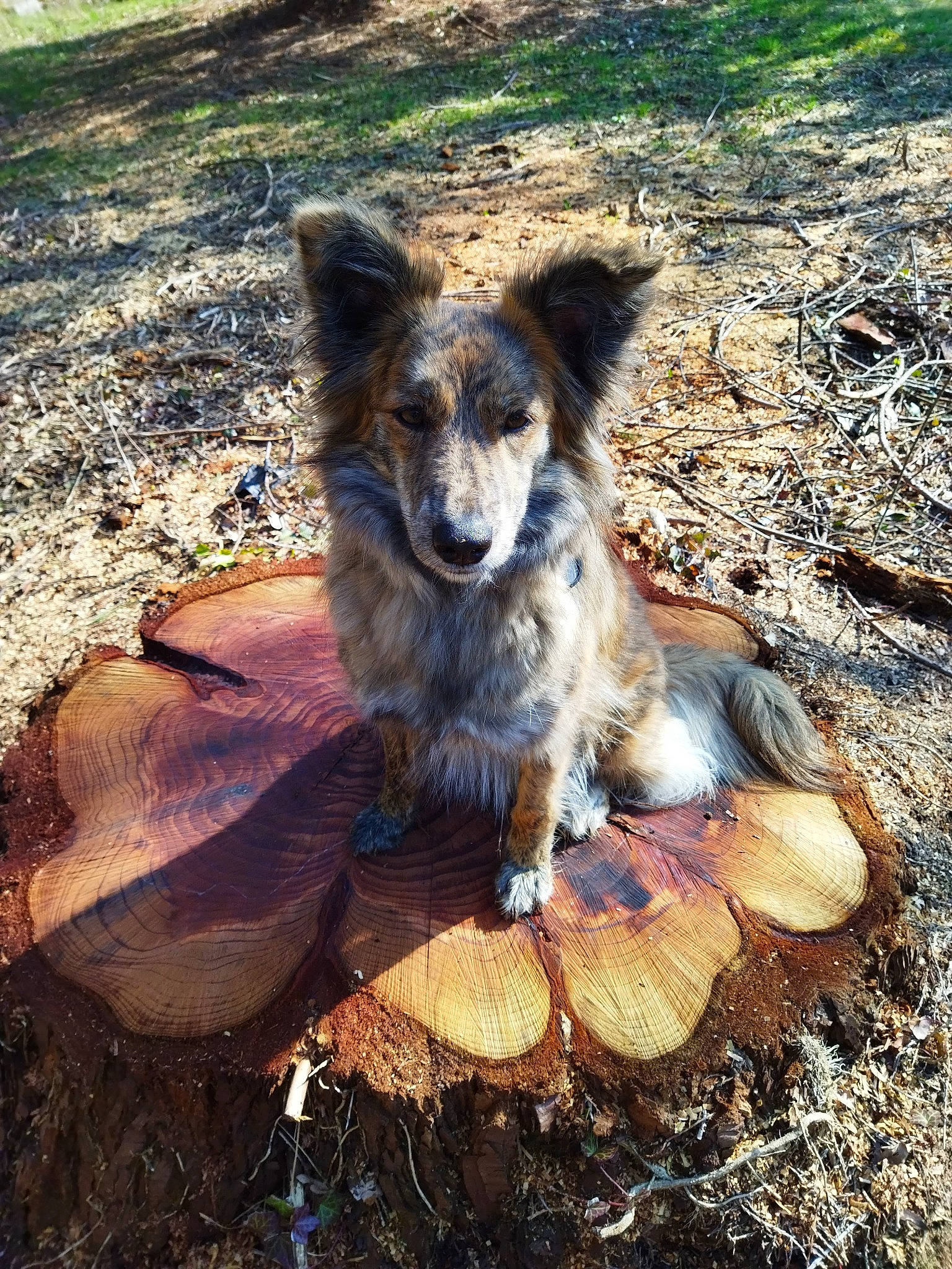Dina participe au concours pour gagner de l'argent avec cette photo : australian_cattle_dog, canidae, carnivore, companion_dog, dog, dog_breed, fawn, fur, grass, plant, rock, shadow, snout, soil, sporting_group, tail, terrestrial_animal, wildlife, wood, working_dog