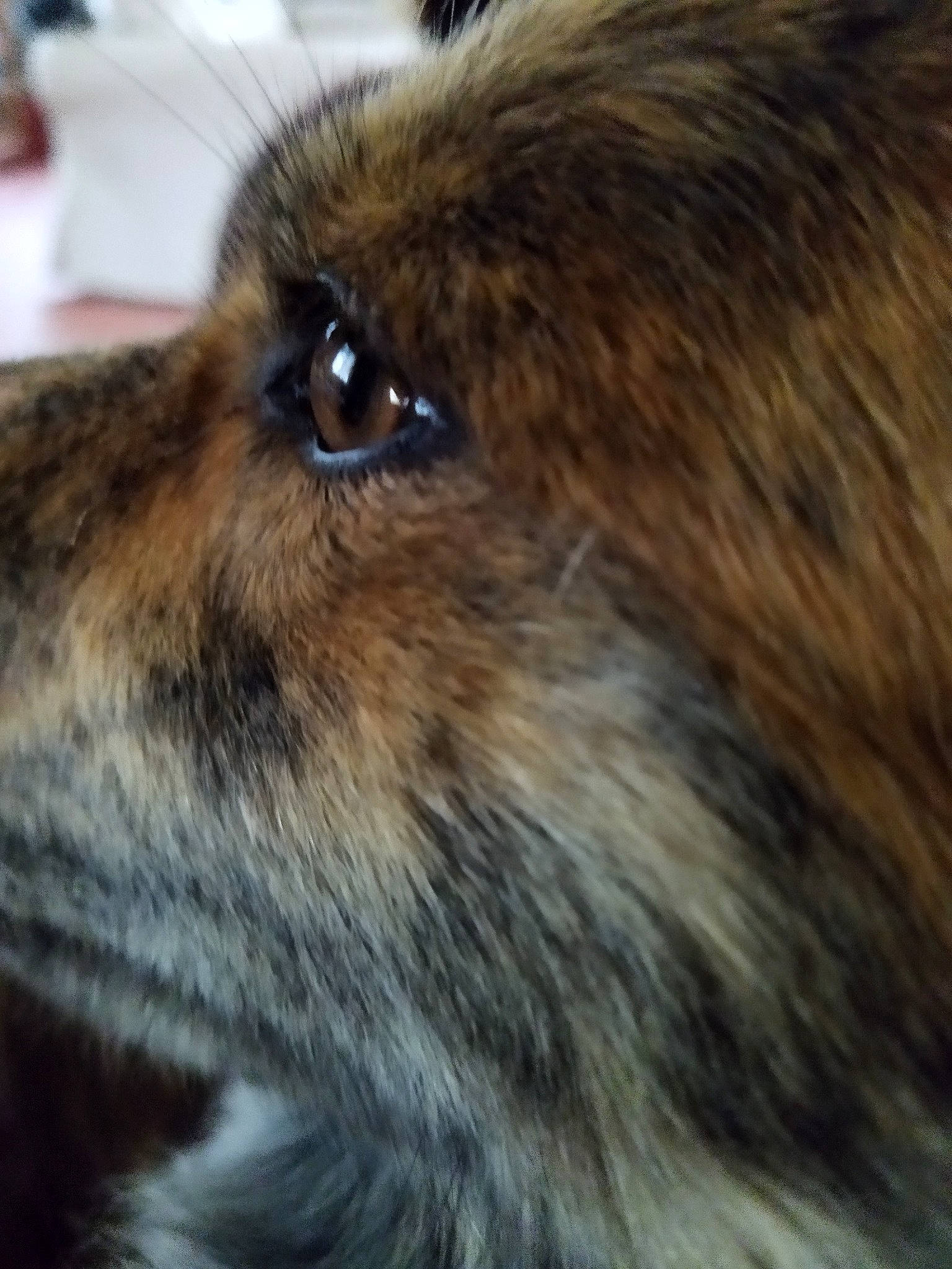 Dina a rejoint le concours — aidez-le/la à gagner de superbes lots ! canidae, close_up, dog_breed, event, fawn, felidae, fur, liver, natural_material, sporting_group, tail, terrestrial_animal, whiskers, wildlife, wood