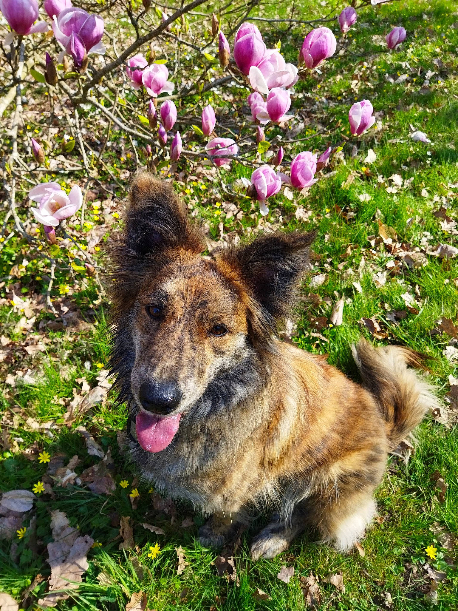 Dina a rejoint le concours — aidez-le/la à gagner de superbes lots ! annual_plant, canidae, canis, carnivore, companion_dog, dog, dog_breed, fawn, flower, german_shepherd_dog, grass, herbaceous_plant, herding_dog, nature, plant, snout, sporting_group, terrestrial_animal, wildlife, working_dog