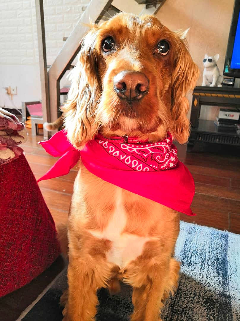 Hachi is registered to the contest to win money with this photo: canidae, carnivore, cocker_spaniel, companion_dog, dog, dog_breed, english_cocker_spaniel, fawn, irish_setter, mammal, rare_breed_dog, setter, snout, spaniel, sporting_group, vertebrate