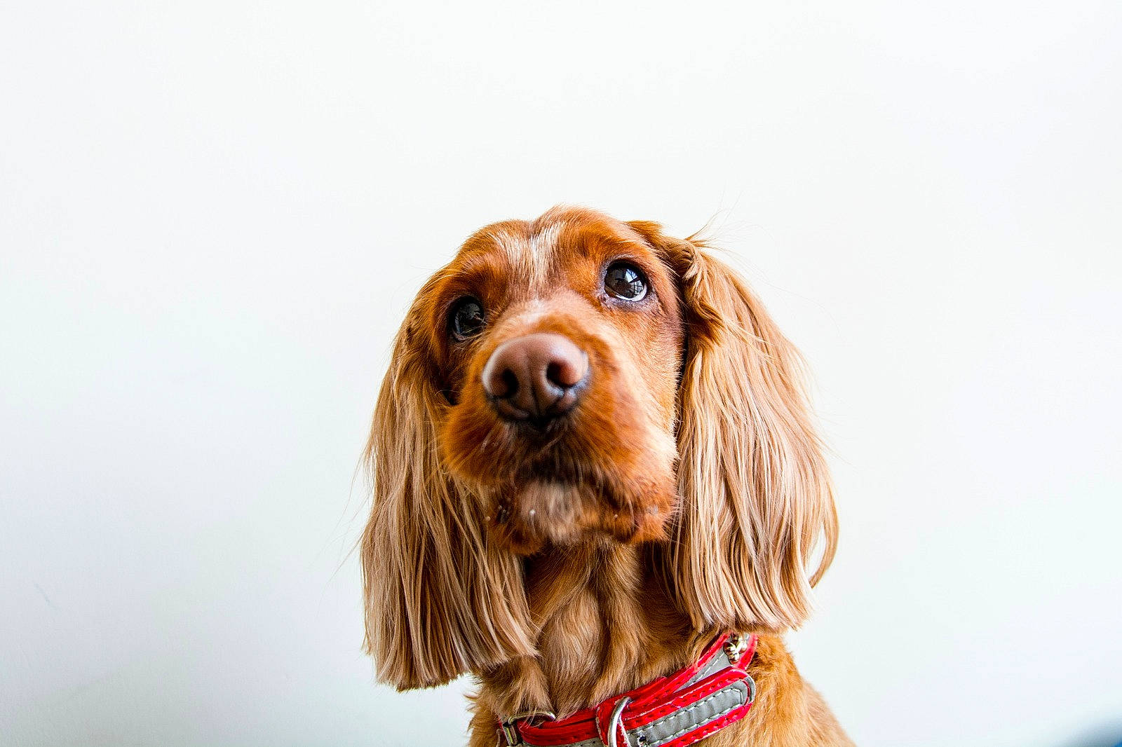 Hachi is registered to the contest to win money with this photo: canidae, carnivore, cocker_spaniel, companion_dog, dog, dog_breed, ear, english_cocker_spaniel, field_spaniel, fur, irish_setter, mammal, rare_breed_dog, setter, snout, spaniel, sporting_group, sussex_spaniel, vertebrate