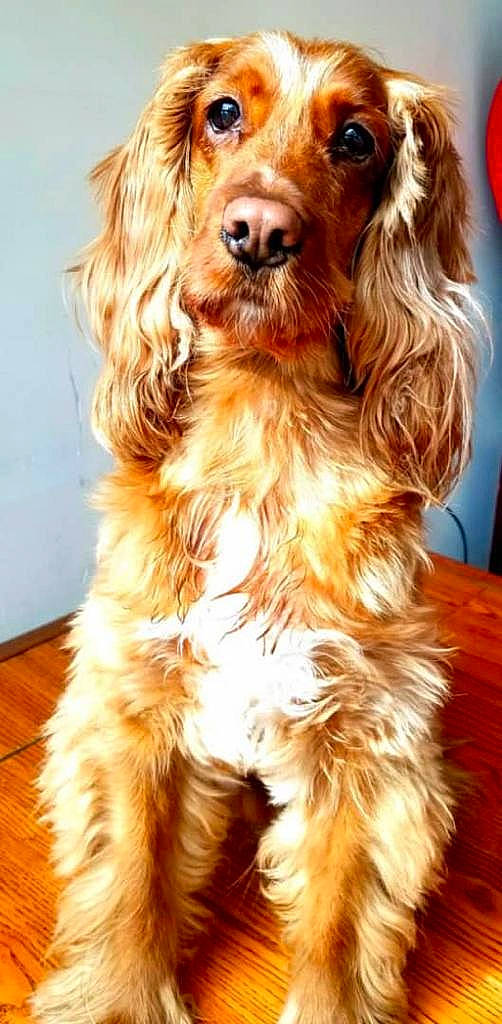 Hachi is registered to the contest to win money with this photo: american_cocker_spaniel, canidae, caramel_color, carnivore, cavalier, cocker_spaniel, companion_dog, dog, dog_breed, english_cocker_spaniel, fawn, irish_setter, liver, mammal, rare_breed_dog, russian_spaniel, snout, spaniel, sporting_group, vertebrate