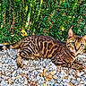 animal_portrait, bengal_cat, cat, ears, feline, foliage, garden, gravel, green_eyes, leaves, lying_down, natural_light, outdoor, pet, rocks, shrubs, spotted_fur, striped_fur, tail, whiskers