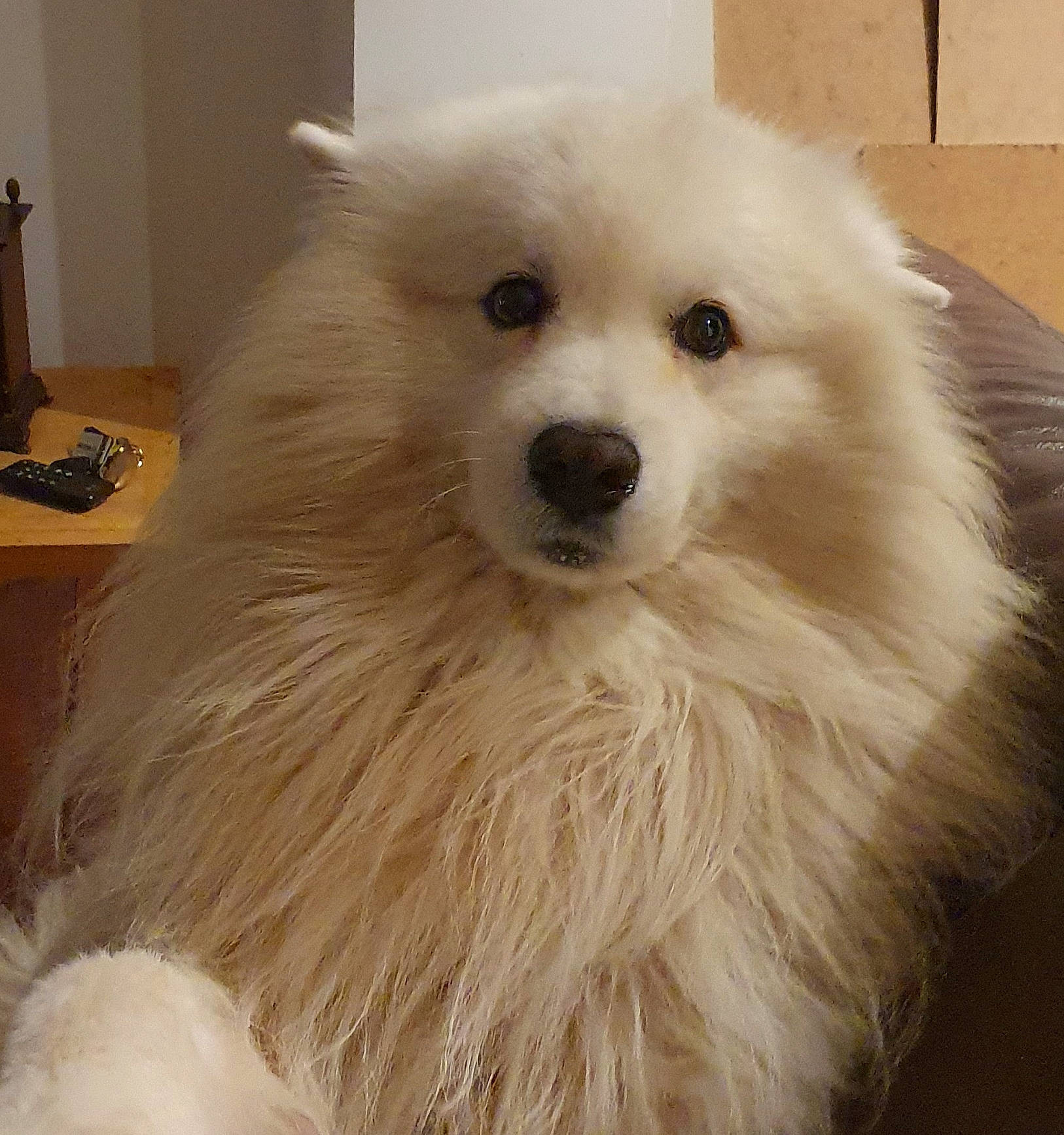 Leo joined the competition — help win amazing prizes! ancient_dog_breeds, carnivore, companion_dog, dog, dog_breed, ear, eye, fur, head, iris, non_sporting_group, samoyed, snout, spitz, toy_dog, volpino_italiano, whiskers, working_animal