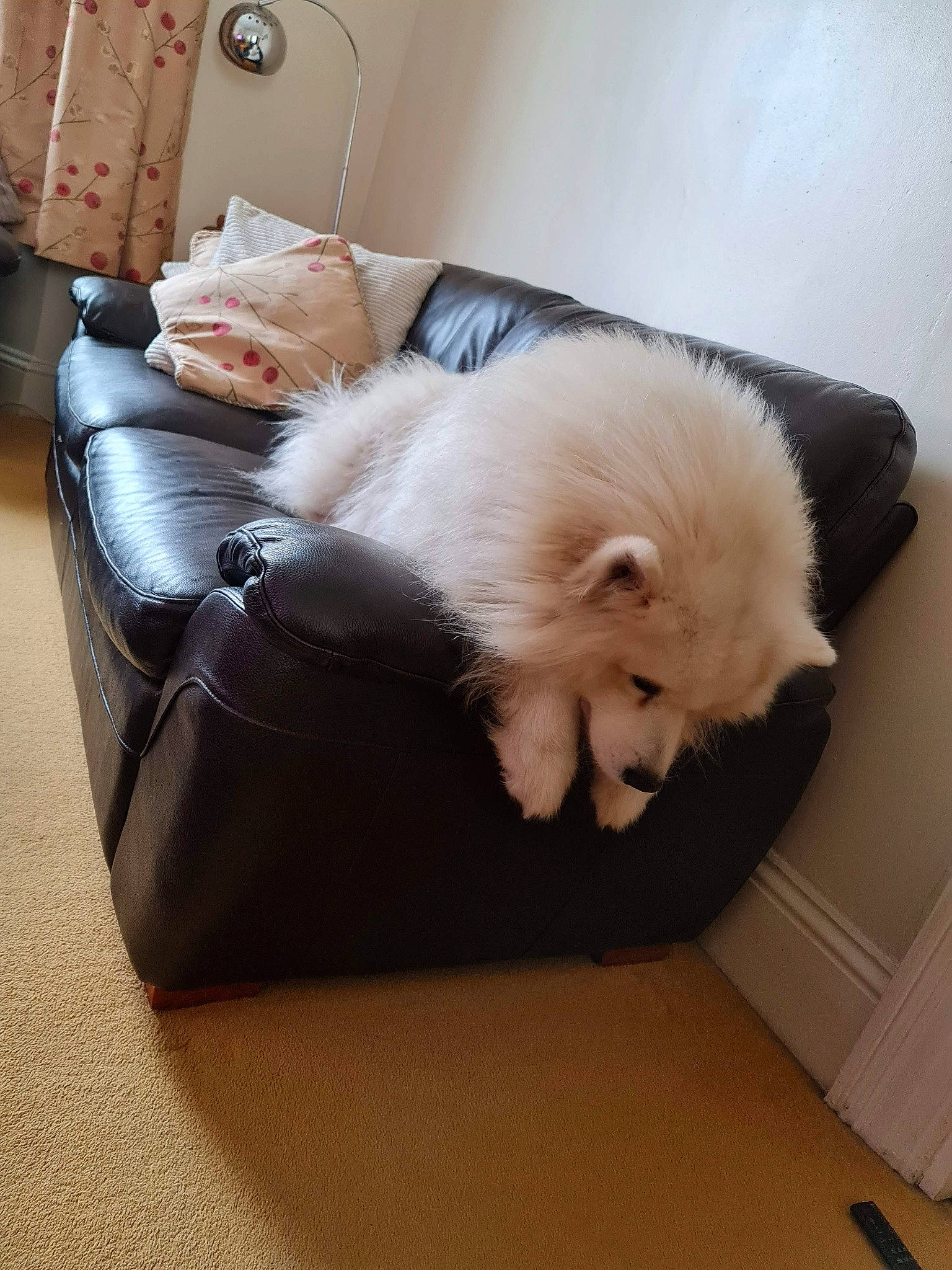 Leo joined the competition — help win amazing prizes! carnivore, comfort, companion_dog, couch, dog, dog_breed, felidae, flooring, fur, hardwood, living_room, nap, paw, room, sporting_group, tail, toy_dog, volpino_italiano, whiskers, working_animal